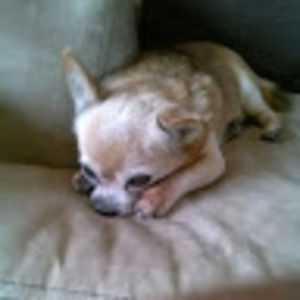 Meet your Posher, Ray